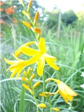 Crocosmia 