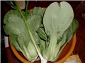 pak choi1