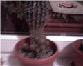 Kaktus (2)