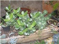 Crasula - sedum p.