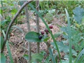 Aronija