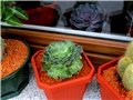 Graptopetalum bellum