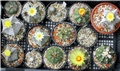 astrophytum