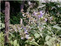 kadulja ( žalfija ) u cvatu
