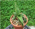 Sansevieria  robusta  
