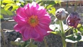 anemone
