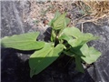 paprika babura