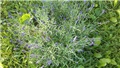 lavanda