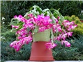 Schlumbergera truncata