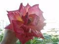 ruža caribia