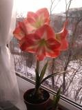 amaryllis