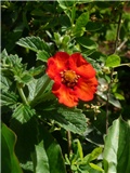 potentila
