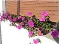 pelargonije prozor