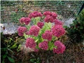 Sedum Herbstfreude  