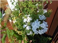 plumbago