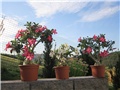 Adenium obesum