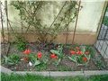 tulipani