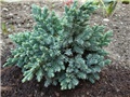 Juniperus
