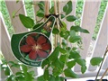 Clematis Niobe