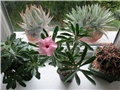 Adenium swazicum 