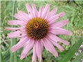 ehinacea