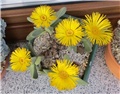 Pleiospilos compactus fergusoniae