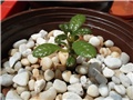 dorstenia gigas 2