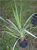 yucca
