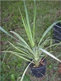 yucca