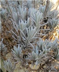 lavanda u zimu