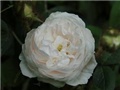 Blanche Moreau