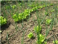 Salata i luk