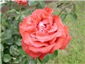  crvena ruža1