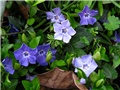 Vinca minor