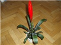 Bromelia