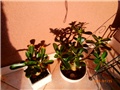 adenium