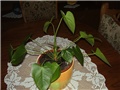 Anthurium