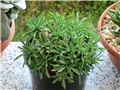 Euphorbia bupleurifolia susannae