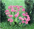 Sedum Herbstfreude