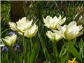 tulipani bijeli