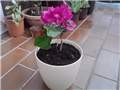 bugenvilla Vera2