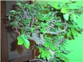 bonsai
