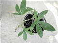  passiflora