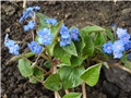 Omphalodes