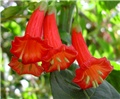 Iochroma