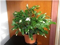 schlumbergera truncata hybrid