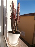 euphorbia
