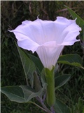 datura
