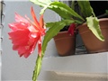 Epiphyllum 2