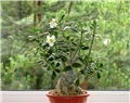 Adenium obesum